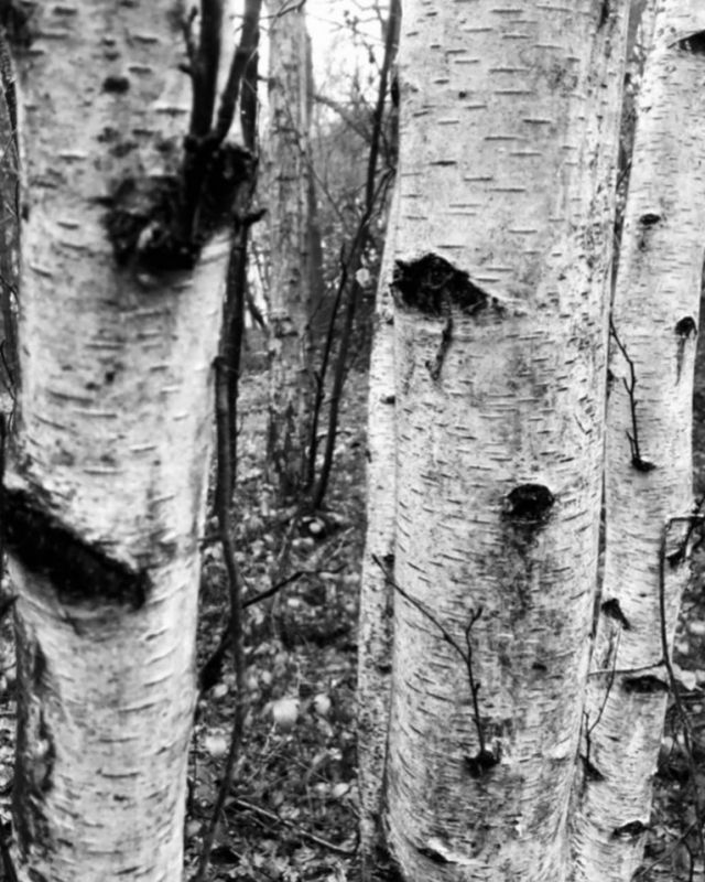 Birch trees.
Commission work. 2021.
Photography on aluminium.

#birch  #birchbark #birchtree #birchtrees