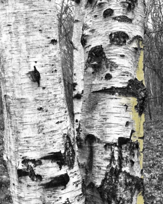 Birch trees.
Commission work. 2021.
Photography on aluminium.

#birch  #birchbark #birchtree #birchtrees